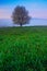 Solitary tree. Foggy summer morning in the mountains. Blooming tree on the hill with fog. Tree from Sumava mountain, Czech