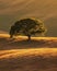 Solitary Tree on a Golden Hillside at Sunset