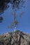 A solitary tree on a granite outcrop in Western Australia