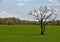 A solitary tree in a green farmers field