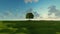 Solitary tree on green hills and meadow on a sunny day