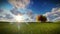 Solitary tree on green meadow, timelapse sunrise to afternoon