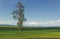 Solitary tree in a green wheat field