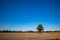 Solitary tree in a harvested farmer`s field