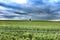 A solitary tree on the horizon of a wheat field