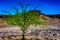 Solitary Tree of the Living Desert