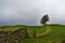 Solitary tree in the Malham Tarn Estate, in February, 2020.