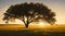 A solitary tree in a meadow, its branches casting long shadows in the golden light