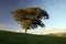 Solitary Tree overlooking Exmoor National Park