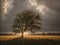 a solitary tree resilience Under Tempestuous Skies