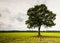 Solitary tree in a silage maize field