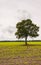 Solitary tree in a silage maize field