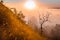 Solitary tree silhouette at sunrise