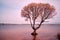 A solitary tree sits in a calm lake