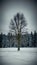 Solitary tree standing amidst snowy winter forest landscape, evoking solitude