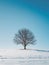 A solitary tree stands amidst a vast snowy landscape, under the clear blue sky, exuding calm and serenity.