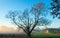 A solitary tree stands in a picturesque rural landscape, with lush vegetation in the background