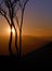 Solitary tree at sunset