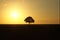 Solitary tree in the sunset