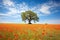 solitary tree surrounded by a carpet of red poppies