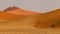 Solitary tree survives at the foot of Dune 45 in Namib Naukluft Park in Namibia