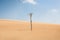 A solitary tree in the Taroa Dunes, Guajira, Colombia