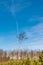 A solitary tree in a temperate forest