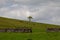 Solitary tree on top of a verdant hill, with a stone wall visible in the background