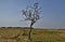 The solitary tree in a vast agricultural field