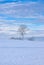 Solitary Tree in a Winter Landscape