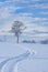 Solitary Tree in a Winter Landscape