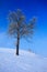 Solitary tree in winter snowy landscape with blue sky. Solitary trees on the snow meadow. Winter scene with foot path. Snowy hill