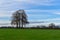 Solitary trees on Deldeneresch near Delden