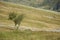 Solitary trees on grassy slope