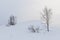 Solitary trees in white winter snow with smooth mountain curves