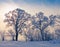 Solitary trees in winter landscape