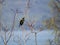 A solitary Tui bird rests on a branch overlooking Lake Wakatipu in Queenstown, New Zealand.