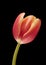 Solitary tulip