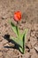 Solitary tulip growing on dry ground