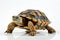 A solitary turtle isolated against a clean, white backdrop, its unique charm