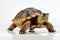 A solitary turtle isolated against a clean, white backdrop, its unique charm