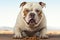 A solitary, white American Bully dog commands attention in isolation