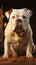 A solitary, white American Bully dog commands attention in isolation