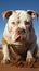 A solitary, white American Bully dog commands attention in isolation