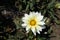 Solitary white flowerhead of gazania rigens