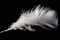 Solitary white fluffy feather with a black background