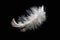 Solitary white fluffy feather with a black background