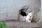 A solitary white kitten with sad eyes have wall in which hole