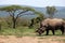 A solitary white rhino in NP, Africa