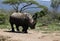 A solitary white rhino in NP, Africa